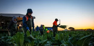 Australian Coalition to oppose Pacific visa ‘lottery’ to bring more workers to Australia