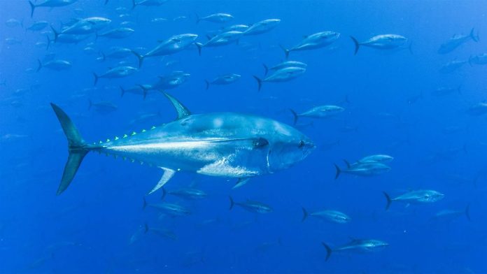 Pacific Island countries to develop advanced warning system for Tuna migration