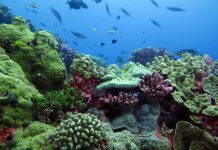 American Samoa criticises U.S plan to expand size of Pacific marine sanctuary