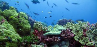 American Samoa criticises U.S plan to expand size of Pacific marine sanctuary