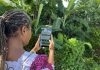 Climate Watch App being developed for Vanuatu a first for the Pacific