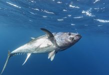 Global Tuna Fisheries—worth $40 billion a Year—Still face threats