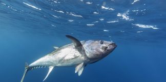 Global Tuna Fisheries—worth $40 billion a Year—Still face threats