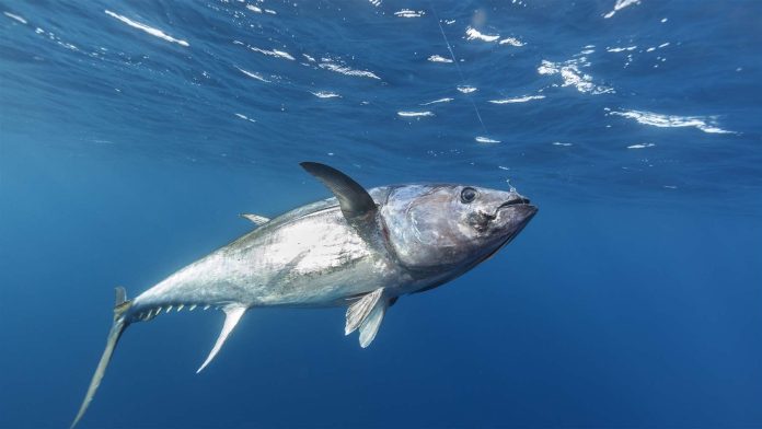Global Tuna Fisheries—worth $40 billion a Year—Still face threats