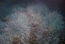 Recycle metals instead of seabed mining, says anti mining activist