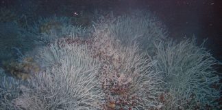 Recycle metals instead of seabed mining, says anti mining activist