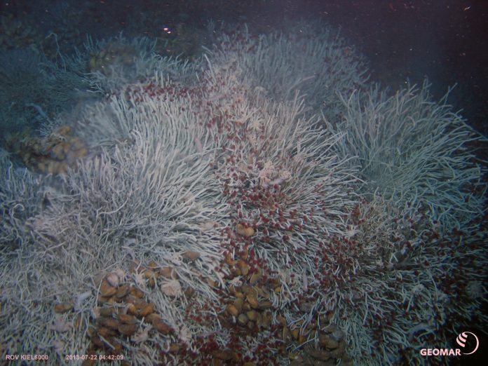 Recycle metals instead of seabed mining, says anti mining activist