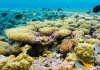 Marine sanctuary expansion alarms Pacific governors
