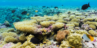 Marine sanctuary expansion alarms Pacific governors