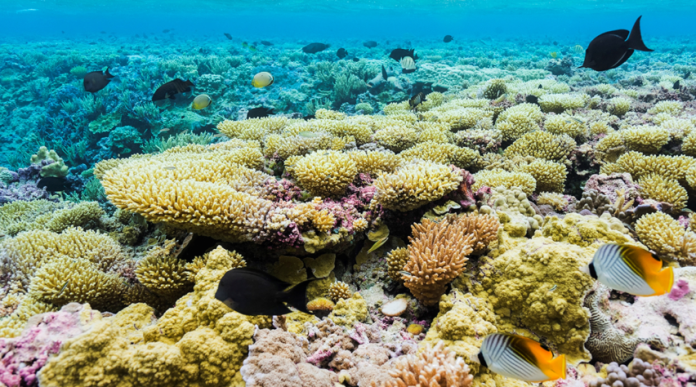 Marine sanctuary expansion alarms Pacific governors