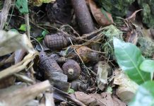 Solomon Islands plagued by bombs from the Second World War