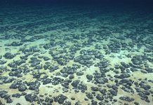 Is it too late to halt deep-sea mining? Meet the activists trying to save the seabed