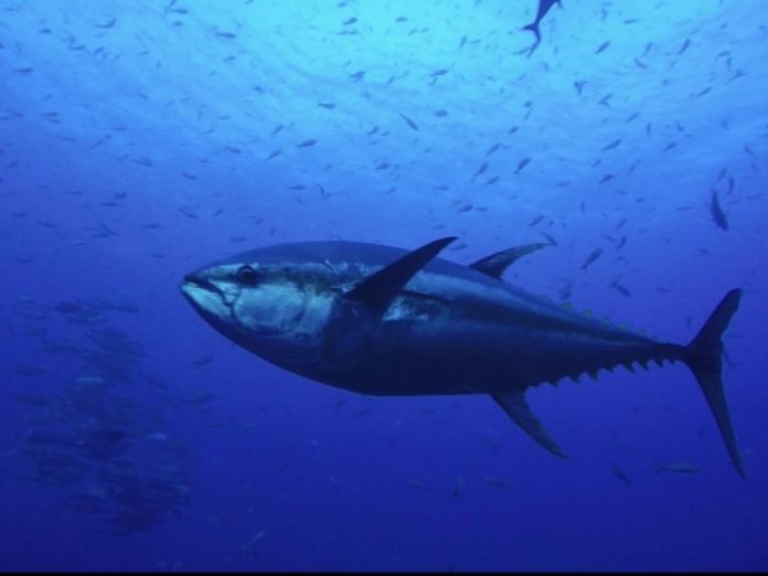 Tuna Bites: Celebrating Tuna’s significance in Pacific cuisine