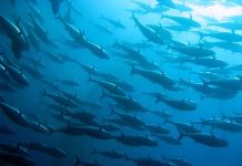 The cost of crime and corruption on Pacific fisheries