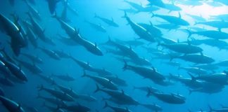 The cost of crime and corruption on Pacific fisheries