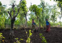 Pacific Island countries drive agrifood systems transformation at FAO – led high level event in Rome