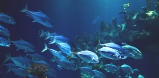 World Oceans Day must be Humans Day: FAO Fisheries chief