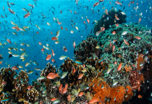 UN agencies head up new US$115 million push for cleaner, healthier oceans