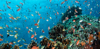 UN agencies head up new US$115 million push for cleaner, healthier oceans