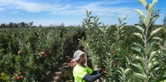 Broke and hungry, Pacific Islanders are abandoning Australian farms in droves