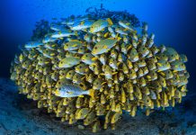 Marine biodiversity gets a lifeline with high seas treaty