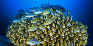 Marine biodiversity gets a lifeline with high seas treaty