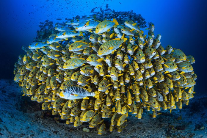 Marine biodiversity gets a lifeline with high seas treaty