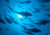 FAO set to support implementation of landmark treaty for conservation and sustainable use of marine biodiversity on high seas
