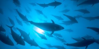 FAO set to support implementation of landmark treaty for conservation and sustainable use of marine biodiversity on high seas