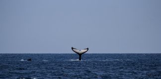 UN to adopt high seas treaty