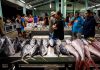 Deep-sea mining poses potential threat to tuna fishing in Eastern Pacific Ocean