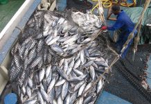 Seabed mining could sink the fishing industry