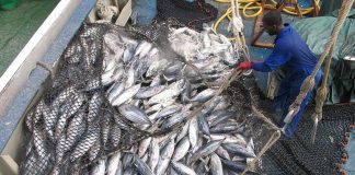 Tuna at the crossroads: Pacific Islands Forum Fisheries Agency urges ICJ action on Climate Change