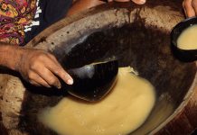 Seeing kava in a new light: NZ study to explore therapeutic potential of traditional kava use in trauma