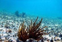 Treaty to Protect High Seas too late to stop mining