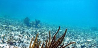Treaty to Protect High Seas too late to stop mining