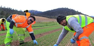 Changes to minimum hours guarantee for Pacific Island workers will reduce flexibility, farmers say