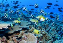 The biggest gold rush in history is about to start in the deep sea – leaving devastation in its wake