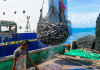 ‘The nail in the coffin to American Samoa’s tuna industry’
