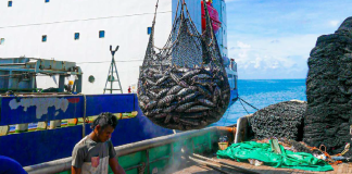 ‘The nail in the coffin to American Samoa’s tuna industry’