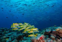 Seafood industry joins chorus of groups calling for halt to deep-sea mining plans