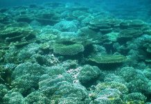 Deep ocean targeted for mining is rich in unknown life