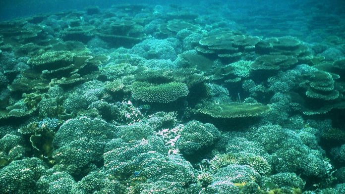 Deep ocean targeted for mining is rich in unknown life