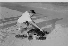 Marshall Islands sea turtle found to have nuclear contamination
