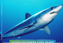 Training strengthens Vanuatu CITES reporting on shark management