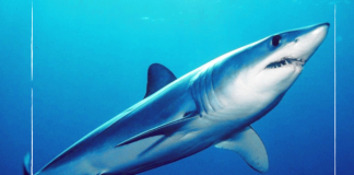 Training strengthens Vanuatu CITES reporting on shark management