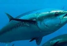 U.S funding sparks Pacific rift