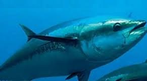 NOAA awards US$50 million contract for Pacific tuna and swordfish observer programme