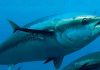 Climate-altered’ Pacific could see conflict between tuna fishing and deep-sea mining