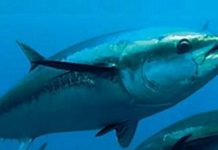 Climate-altered’ Pacific could see conflict between tuna fishing and deep-sea mining